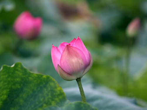 Có[-]rất[-]nhiều[-]ý[-]kiến[-]phản[-]đối[-]hoa[-]sen[-]trở[-]thành[-]quốc[-]hoa